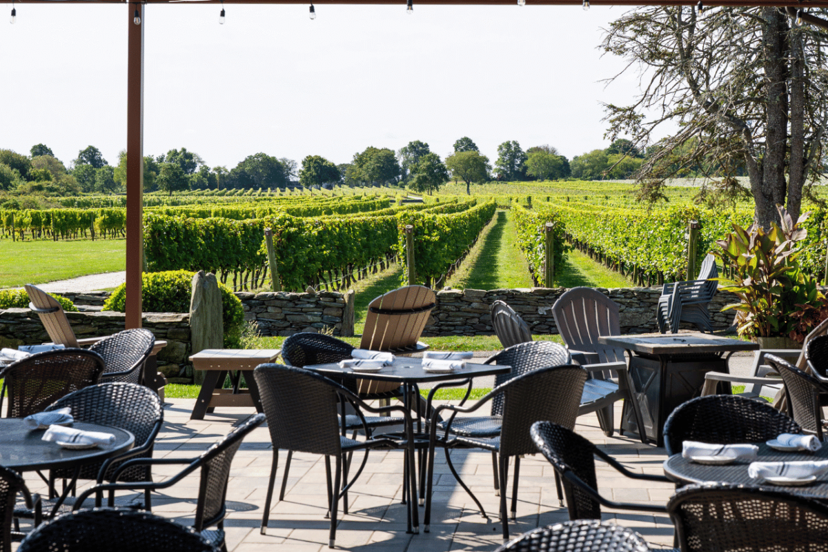 Terrace Vineyard Views